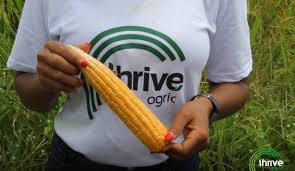 Thrive Agric Operation Might Collapse, See Why